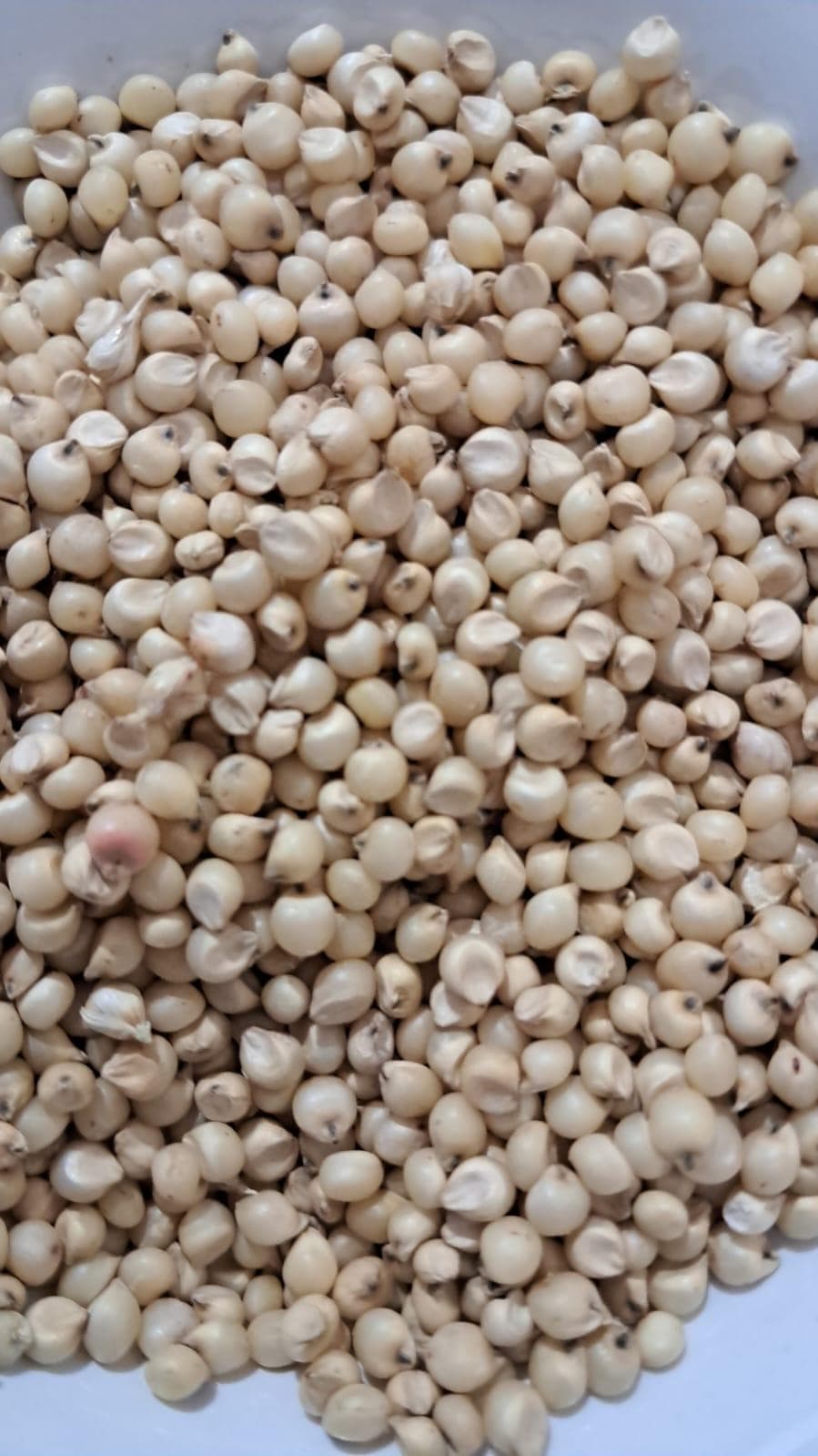 Jowar 5kg
