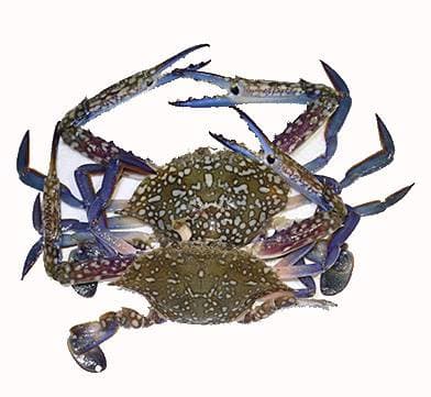 Sea CrabsBlue Crabs 1 Kg