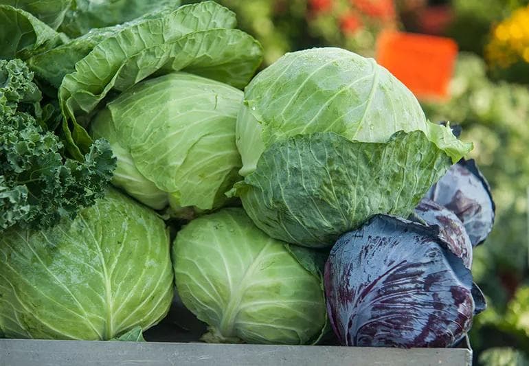 Cabbage | 500 Gms