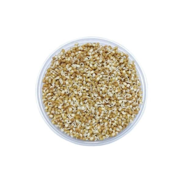 Agrify Fresh Sprout - Matki 250 Gms