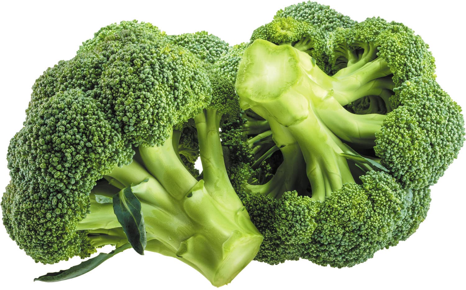 broccoli1