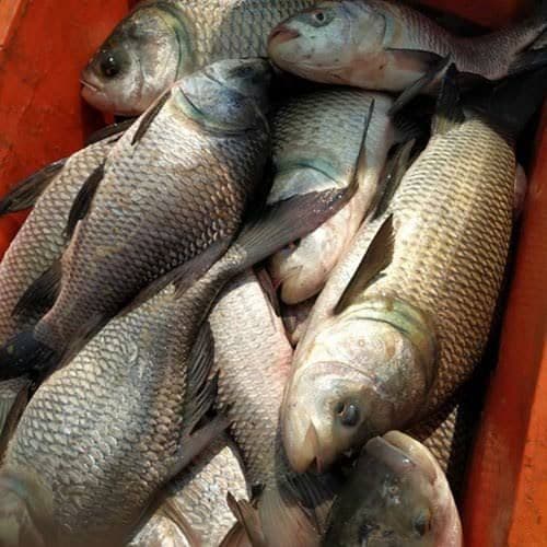 catla---1-kg1