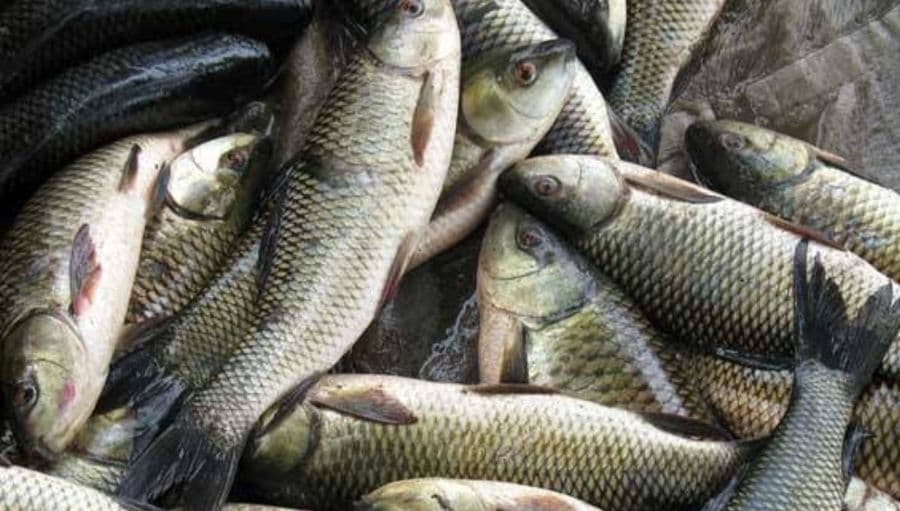 catla---1-kg1