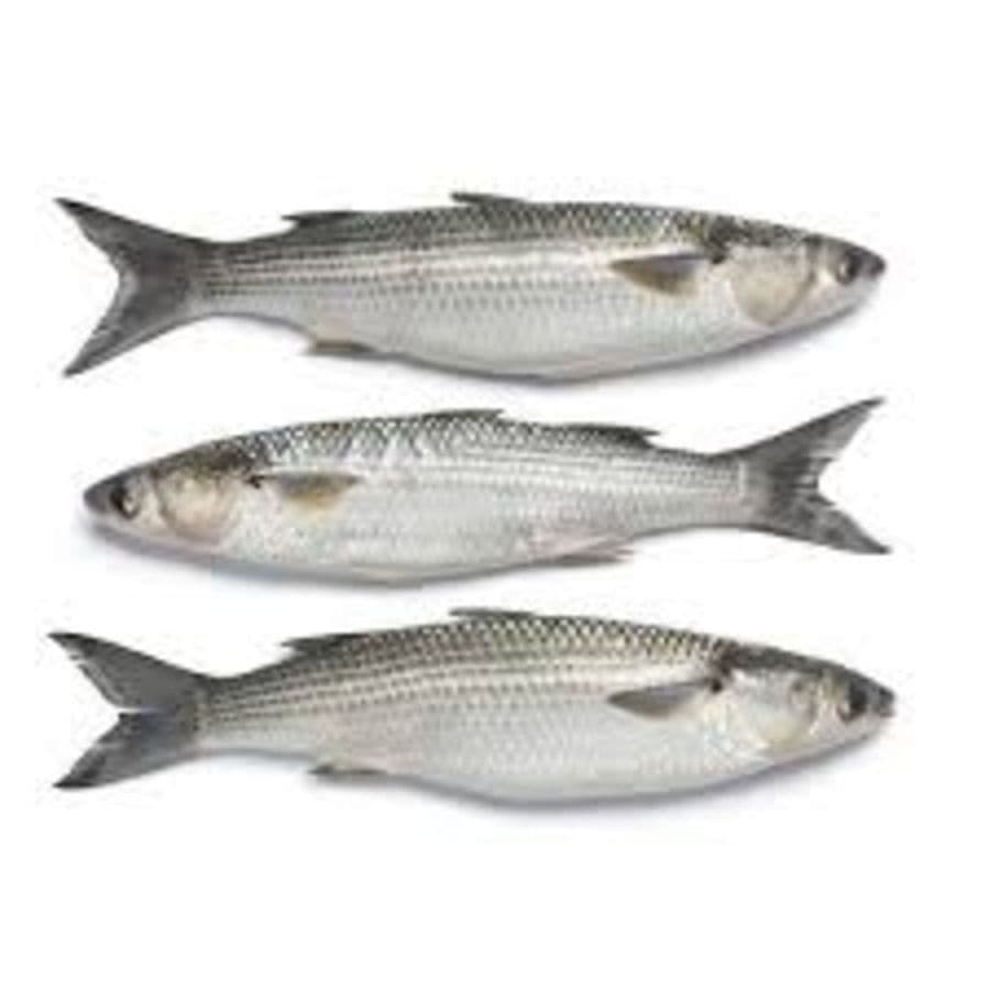 mullets---1-kg1