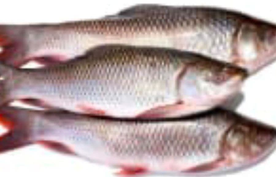 rohu-fish---0.65-kg1
