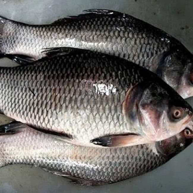 catla-fish---0.8-kg---0.8-kg---0.81