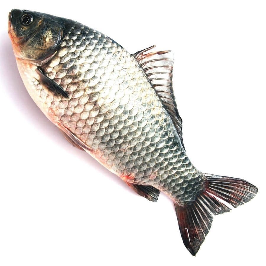 fish---1-kg1