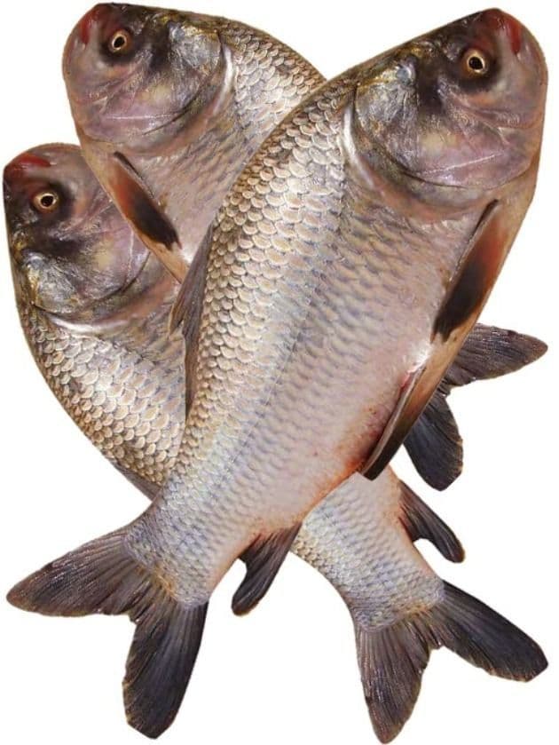 catla-catla----1-kg1