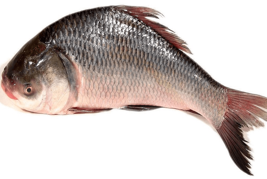 catla---1-kg1