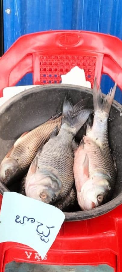 catla----2-kg1