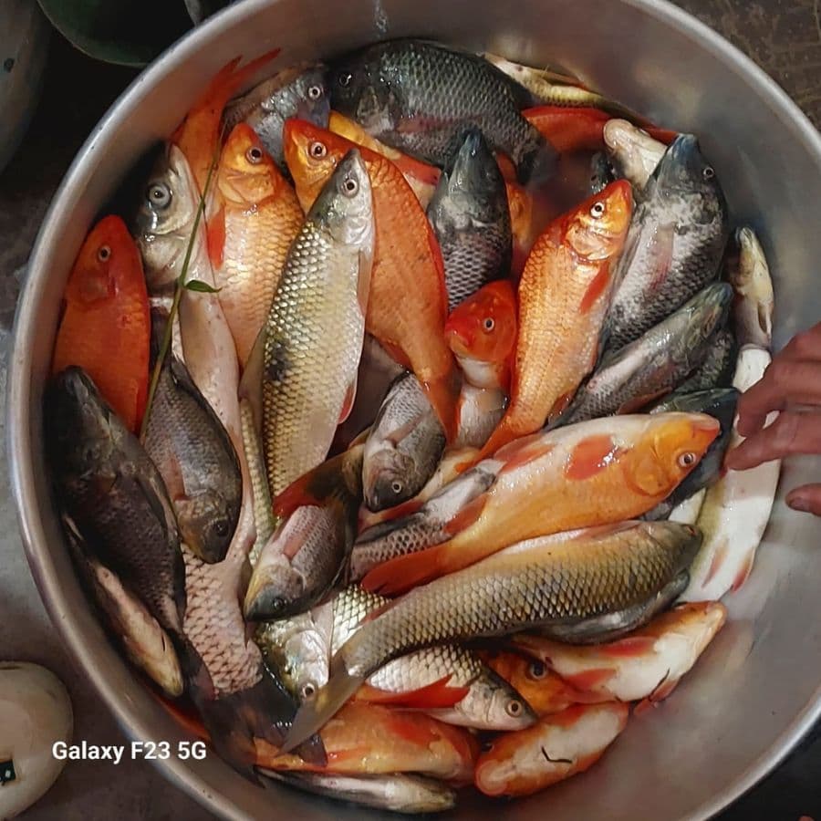 fresh-fish---1-kg---1-kg---one-kilogram-of-fresh-fish1