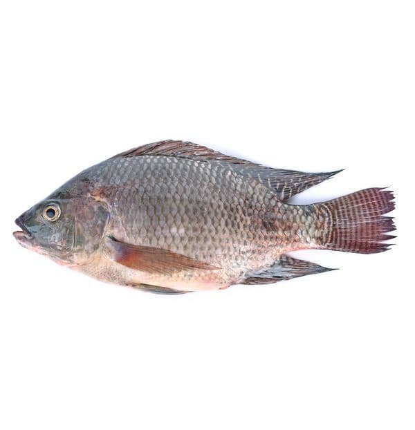 tilapia---750-gm---750-gm---11