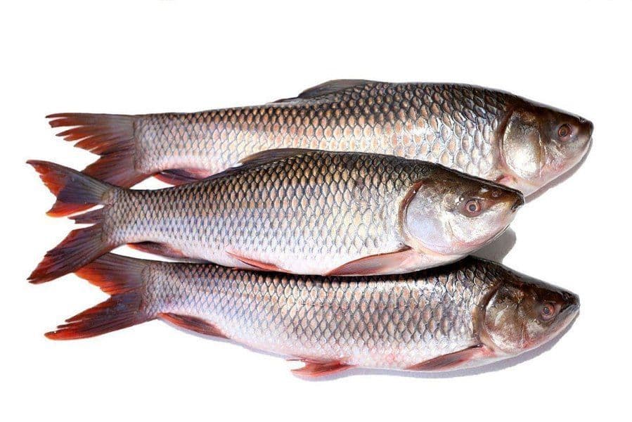 catla---20-kg1