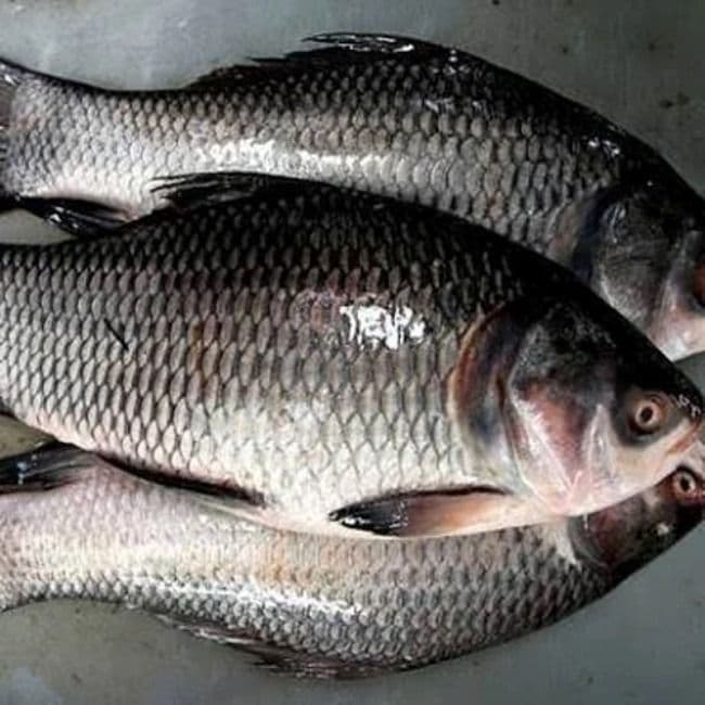 catla-catla(botcha)---0.8-kg1