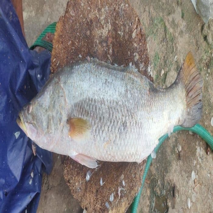 pandu-gappa---800-gm1