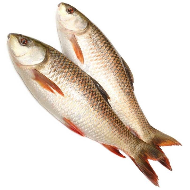 rohu---0.75-kg---0.75-kg---1kg1