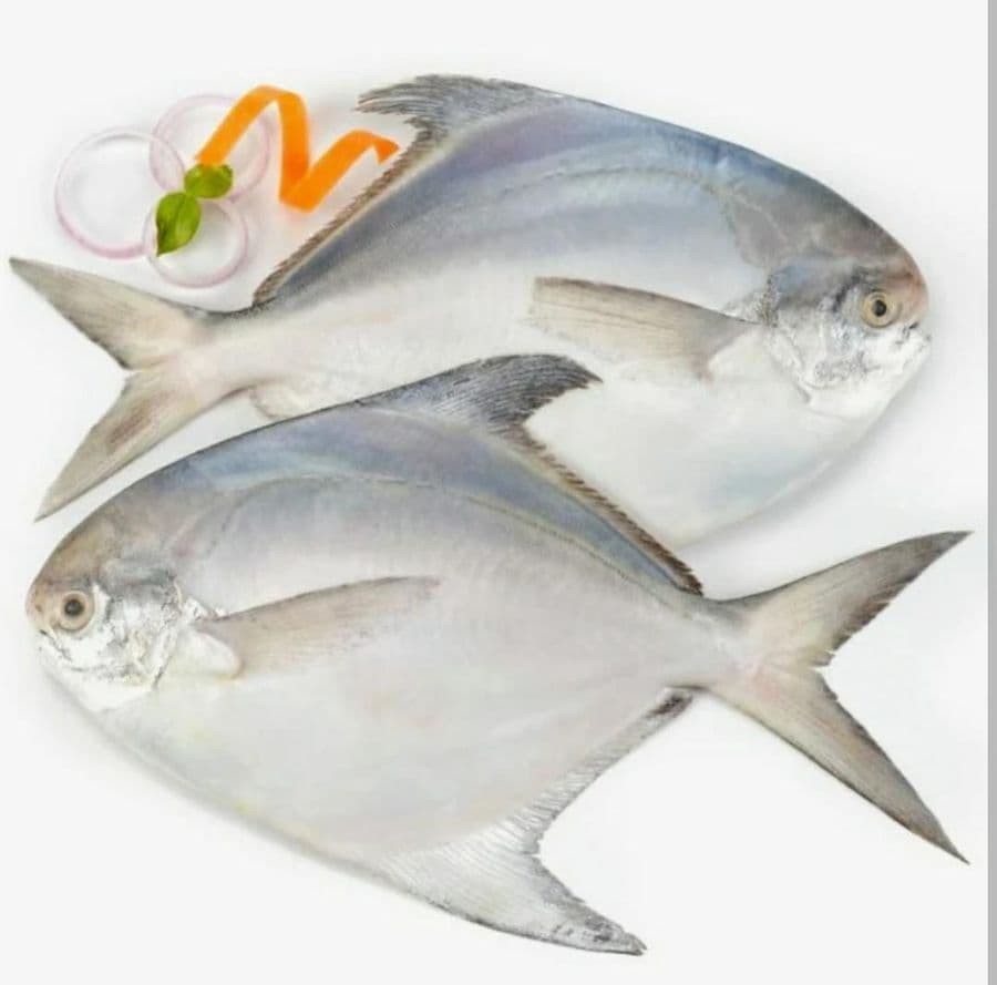 white-pomfrets---1-kg---1-kg---11