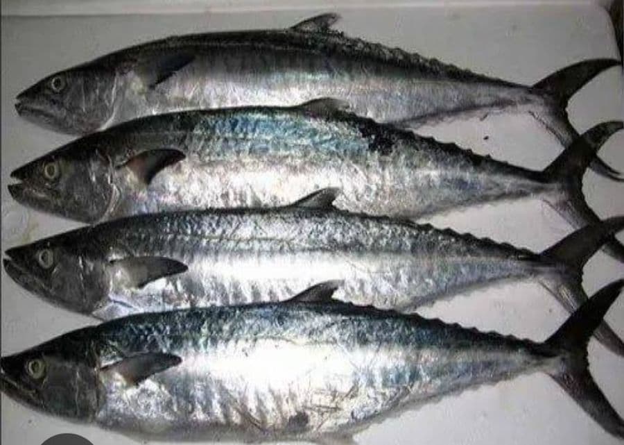 vangaram---0.8-kg1
