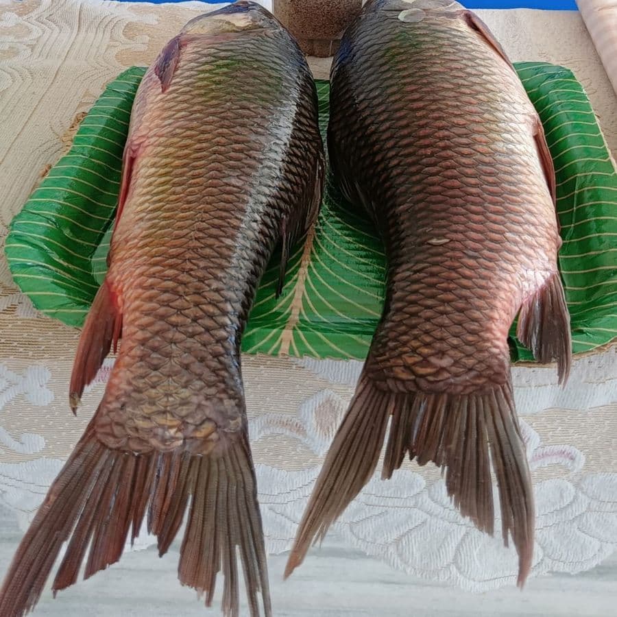ragandi-fish---1-kg1