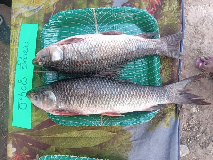 rohu-fish---1-kg1