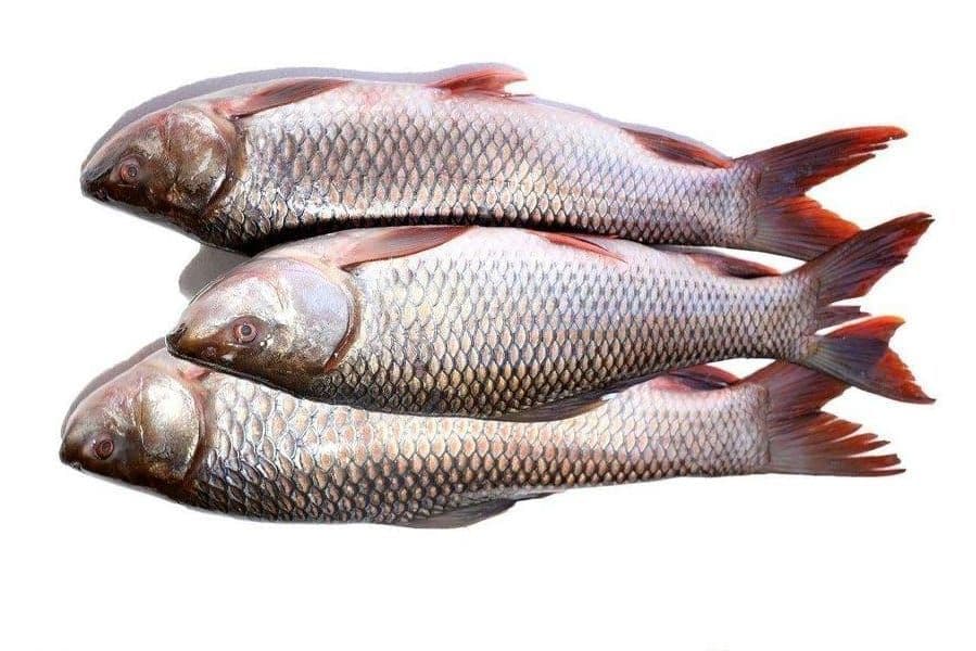 fish---30-kg1