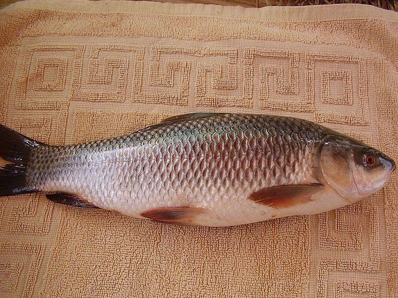 rohu---1.5-kg1