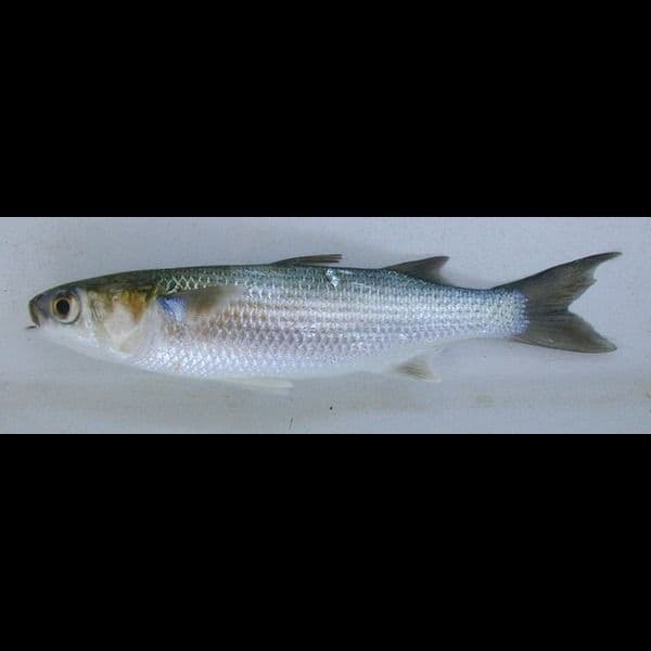 mullets---0.7-kg1