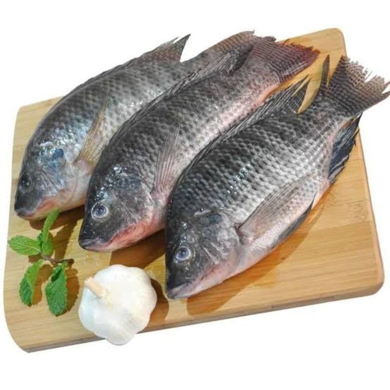 tilapia---750-kg1