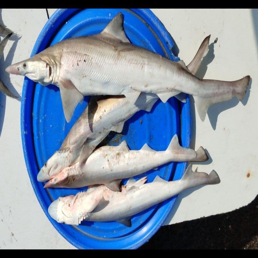 sora-chepalu----1-kg1