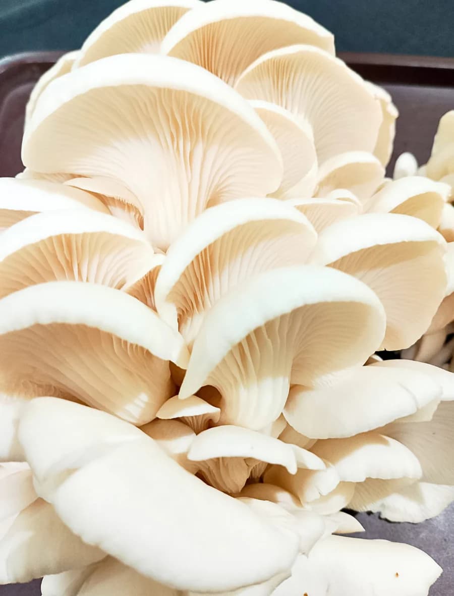 somashrooms-immunity-booster-dried-oyster-mushrooms1